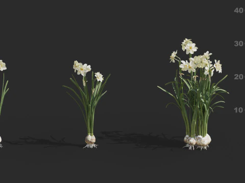 Aquatic plant model 3D Model
