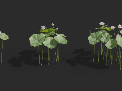 Aquatic plant model 3D 模型