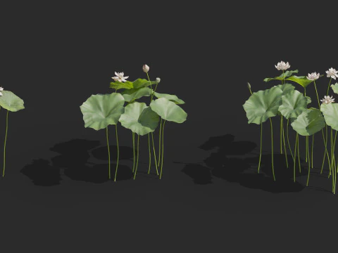 Aquatic plant model 3D Model