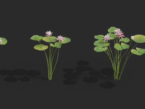 Aquatic plant model 3D 模型