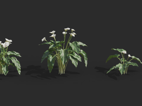 Aquatic plant model 3D 模型