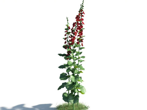 54 vibrant flowers and plants 3D Model