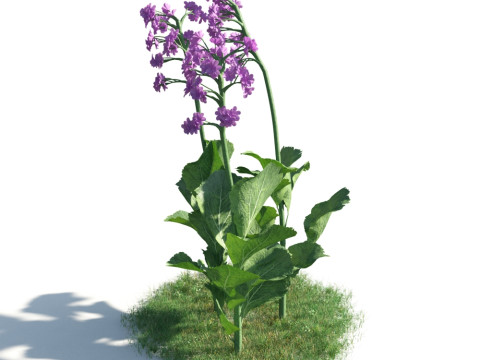 54 vibrant flowers and plants 3D Модель