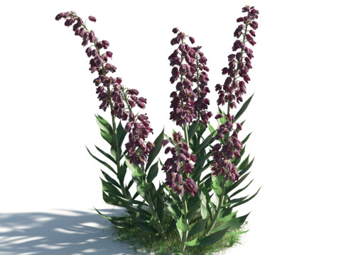54 vibrant flowers and plants 3D Модель
