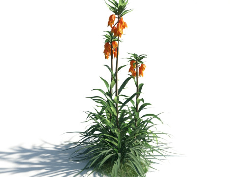 54 vibrant flowers and plants 3D Модель