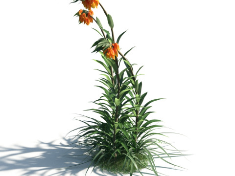 54 vibrant flowers and plants 3D Модель