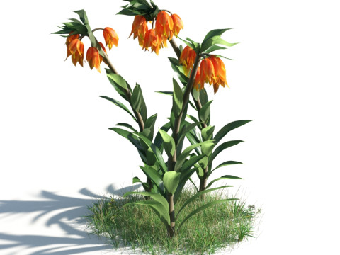 54 vibrant flowers and plants 3D Модель