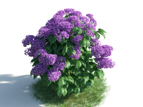 54 vibrant flowers and plants 3D Модель