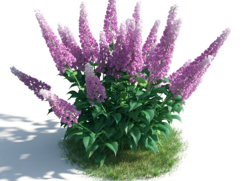 54 vibrant flowers and plants 3D Модель