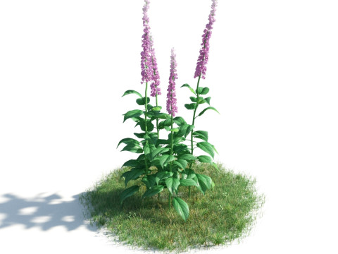 54 vibrant flowers and plants 3D Модель