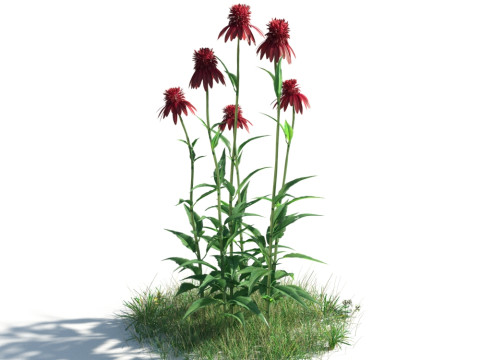 54 vibrant flowers and plants 3D Модель