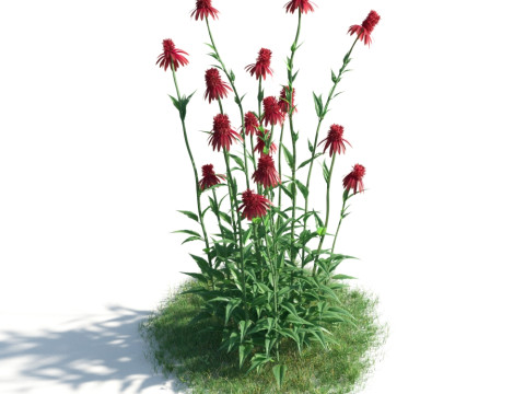 54 vibrant flowers and plants 3D Модель