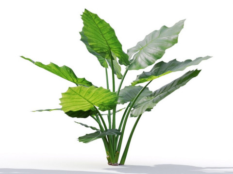 87 potted plants Model 3D