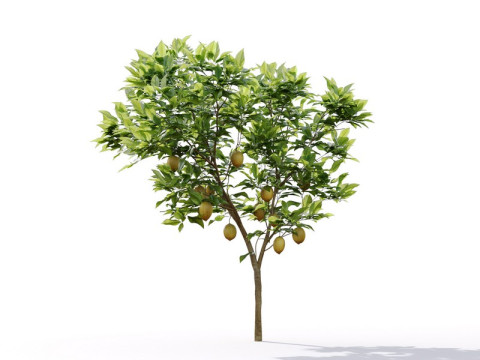 87 potted plants Model 3D