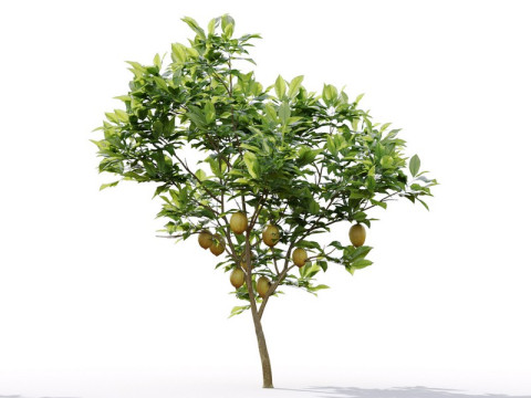 87 potted plants Model 3D