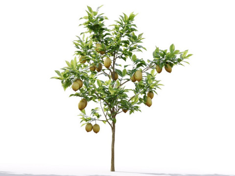 87 potted plants Model 3D