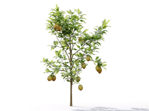 87 potted plants Model 3D