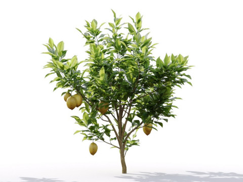 87 potted plants Model 3D