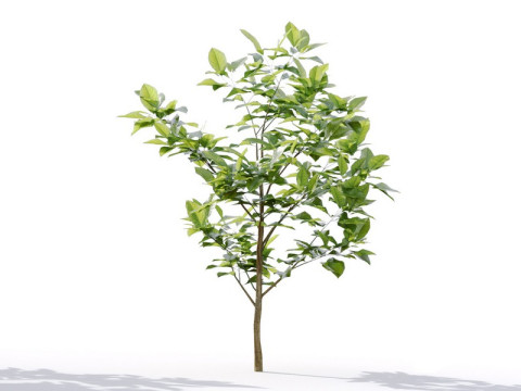 87 potted plants Model 3D