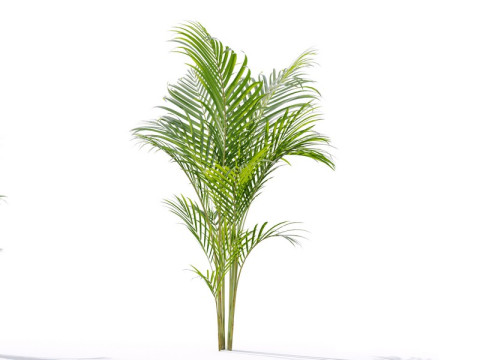 87 potted plants Model 3D