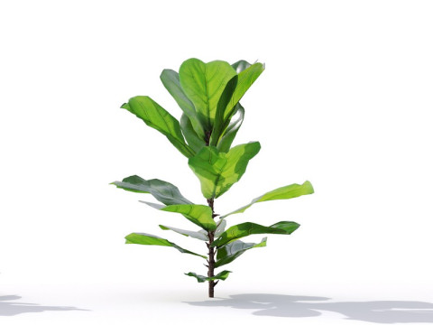 87 potted plants Model 3D