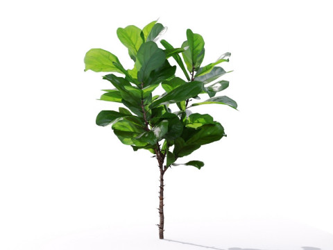 87 potted plants Model 3D