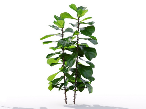 87 potted plants Model 3D