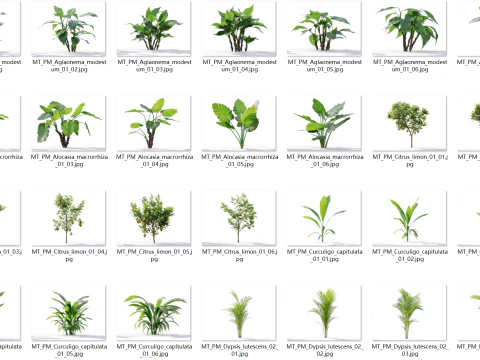 87 potted plants 3D Model