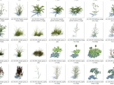 148 wildflowers and wild grasses 3D Model