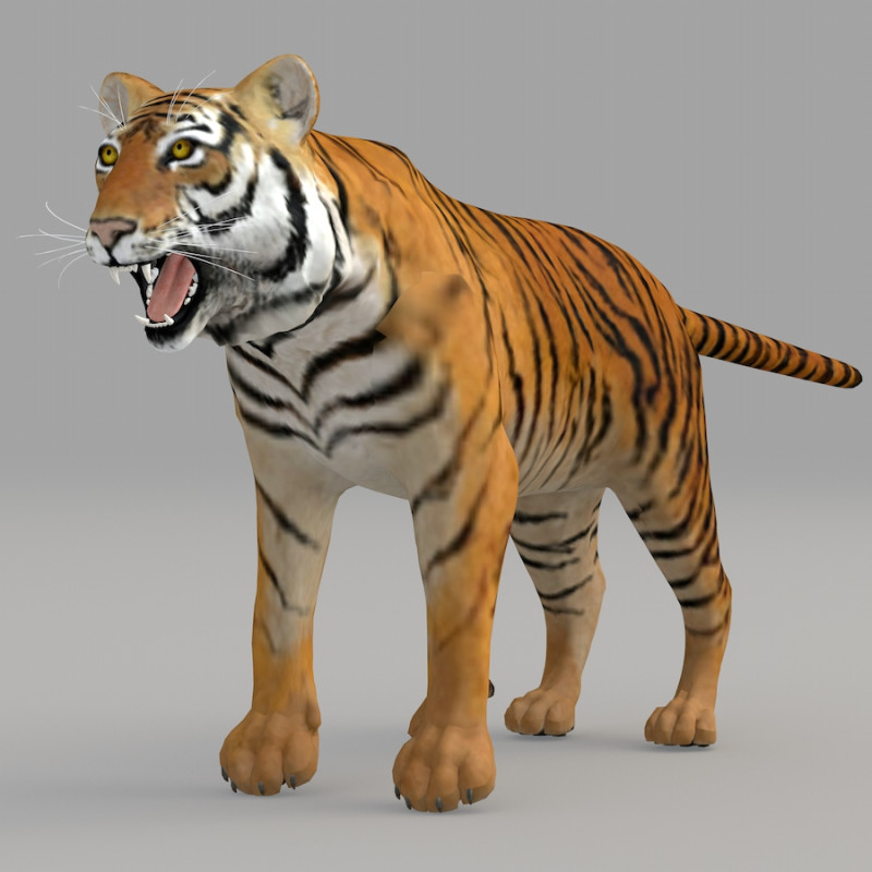 Realistic wildlife Model 3D .c4d .max .obj .3ds .fbx .stl .blend 