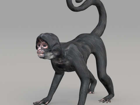 Realistic wildlife Model 3D