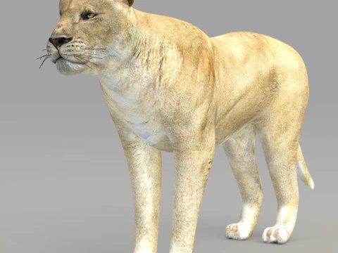 Realistic wildlife 3D Model