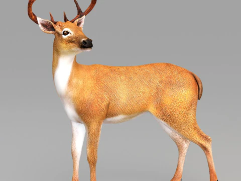 Realistic wildlife 3D Model