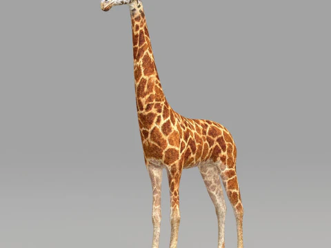 Realistic wildlife 3D Model