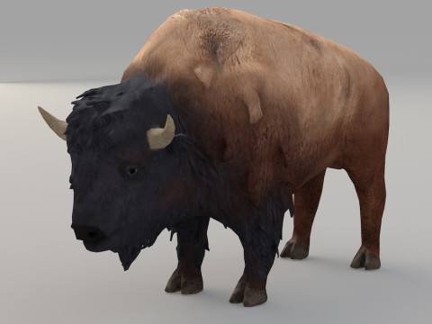 Realistic wildlife Model 3D
