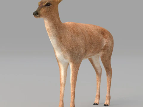Realistic wildlife 3D Model
