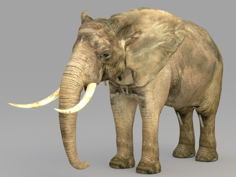 Realistic wildlife Model 3D
