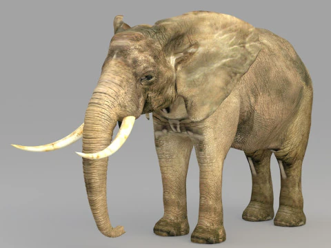 Realistic wildlife 3D Model