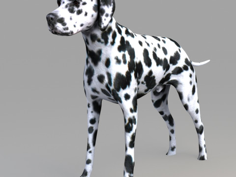 Realistic wildlife Model 3D