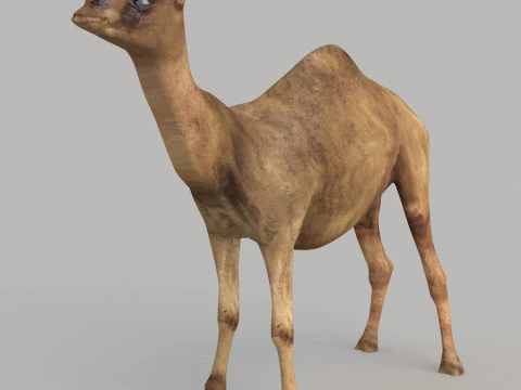 Realistic wildlife 3D Model
