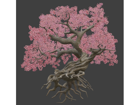 Ancient style cherry blossoms old trees 3D Model