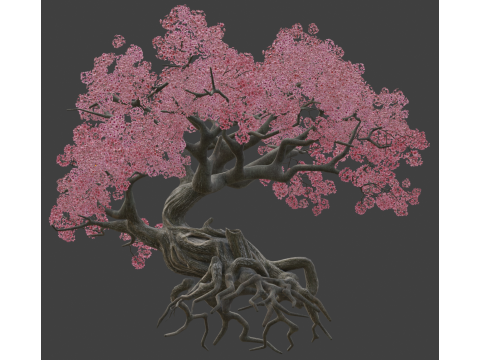 Ancient style cherry blossoms old trees 3D Model