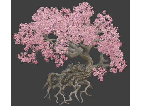 Ancient style cherry blossoms old trees 3D Model