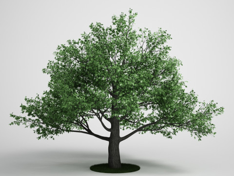20 Modello di albero Modello 3D