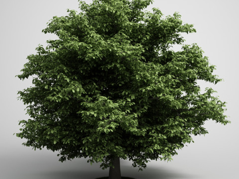 20 Modello di albero Modello 3D