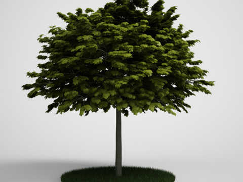 20 Modello di albero Modello 3D