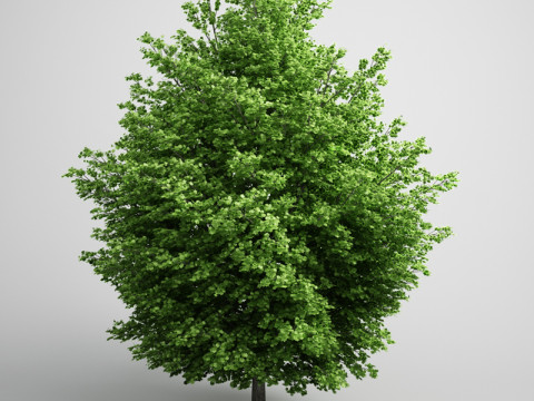 20 Modello di albero Modello 3D
