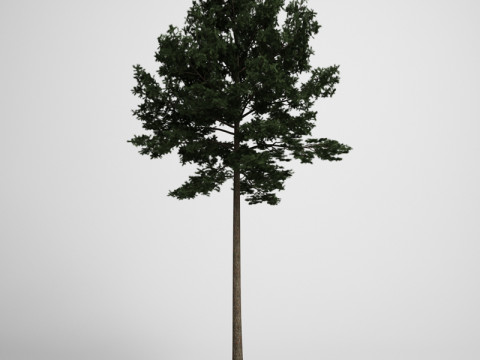 20 Modello di albero Modello 3D
