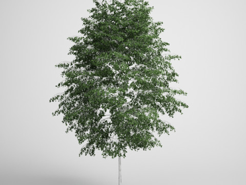 20 Modello di albero Modello 3D