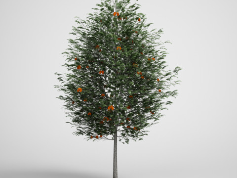 20 Modello di albero Modello 3D
